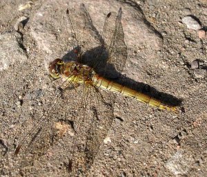 Common Darter - Mature Female