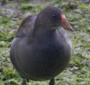 Juvenile Moorhen