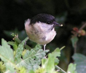 Foraging Marsh Tit