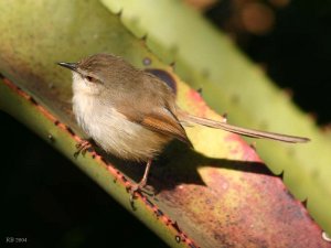 Tawnyflanked Prinia