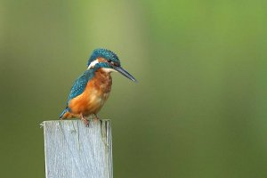 King Fisher