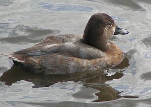 Female pochard