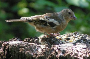 Juvenile male chaffinch