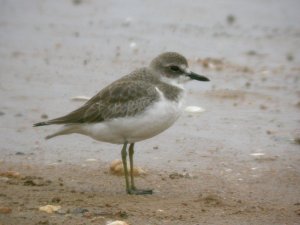 Greater Sand Plover (1st Wi)