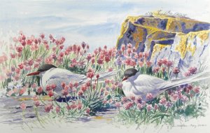 Tern pair painting