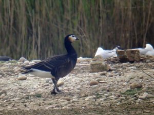 Barnacle Goose - variant