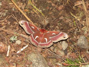 large moth