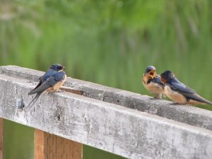 Barn Swallows