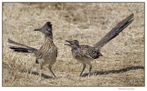 Roadrunners