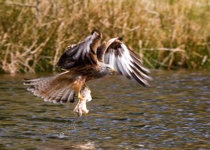 red kite