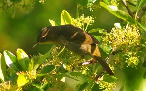 Common Yellowthroat (Female)