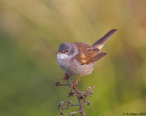 Common Whitethroat