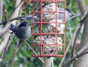 A rare picture of two male Blackcaps on a feeder