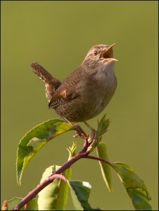 Bathroom Wren!