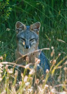 gray fox