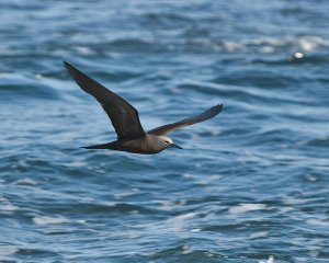 Brown noddy