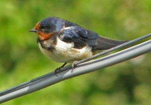 Swallow on tightrope