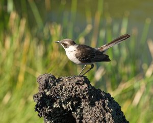 Galapagos mockingbird