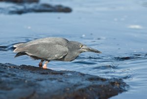 Galapagos (Lava) Heron