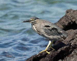 Galapagos (Lava) heron (striated)