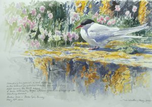 arctic tern painting