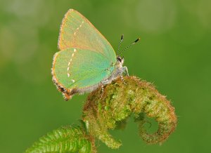 Green Hairstreak