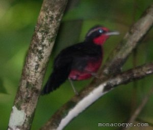 Rosy Thrush Tanager