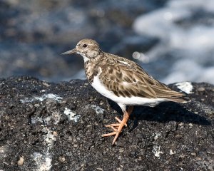 Ruddy Turnstone