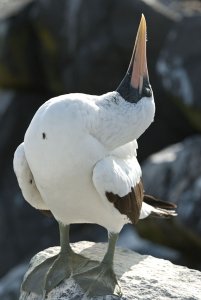 Nazca Booby