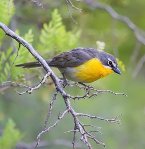 Yellow Breasted Chat