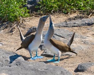 Blue-footed Boobies