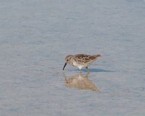 Least Sandpiper