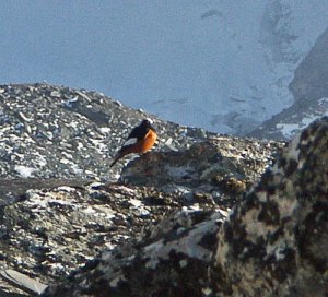 Guldenstadt's Redstart