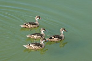 White-cheeked pintails