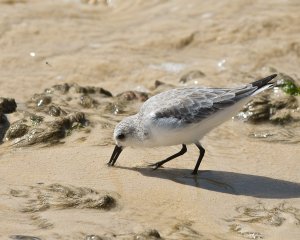 Sanderling