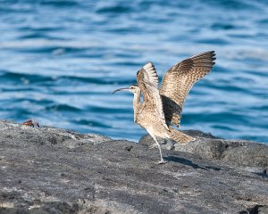 Whimbrel