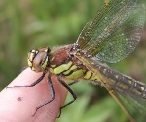 female hairy dragonfly