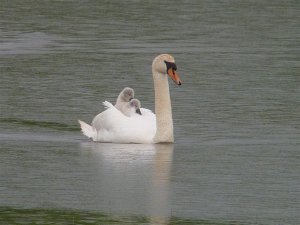 "Can we go on the Swans"