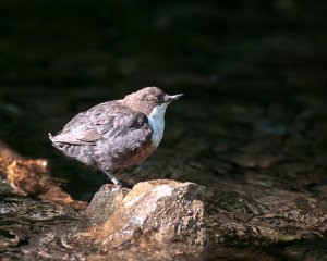 Dipper