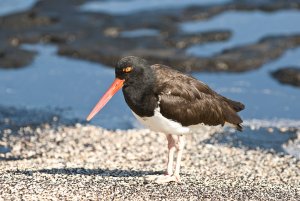 American Oystercatcher