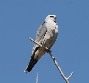 Mississippi_Kite_2_May_24th_2010_Compressed