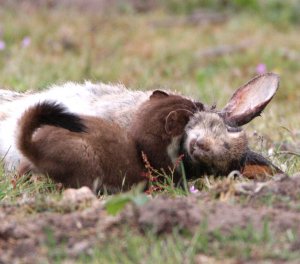 A stoat's take away