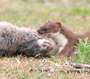 stoat's take away