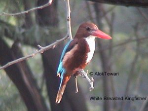 White Breasted Kingfisher