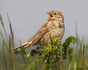 Corn Bunting