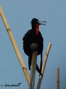 Christmas Island Frigatebird