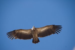 Eurasian Griffon