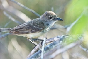 Galapagos Flycatcher