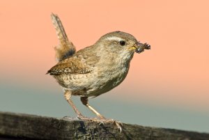 Wren