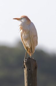 Cattle Egret